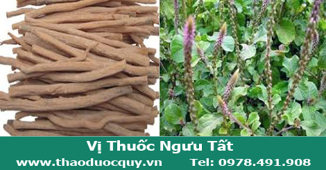 vị thuốc ngưu tất bắc